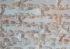 Bóc hồng dâu 10 x 20
